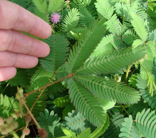 mimosa plant folds in when touched 0