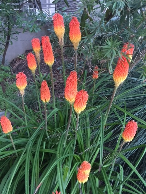 red hot pokers