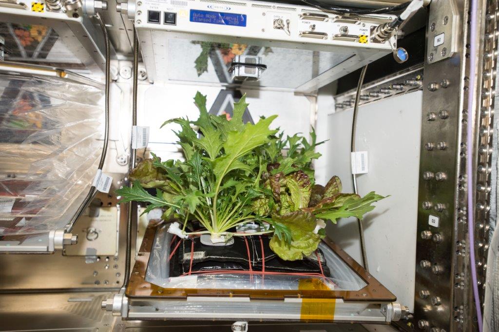 veggie_plants in space NASA 1