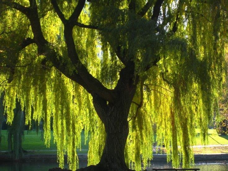 willow 73f15fbef016908875c89b79332f5c35 weeping willow weeping trees 2
