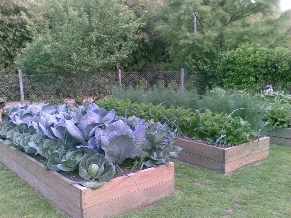 veggie garden 1