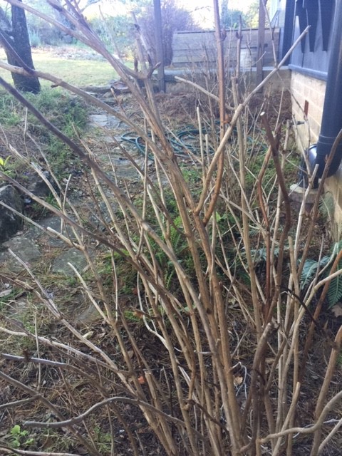 winter hydrangeas