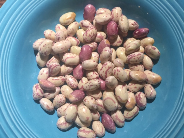 borlotti beans IMG_2532