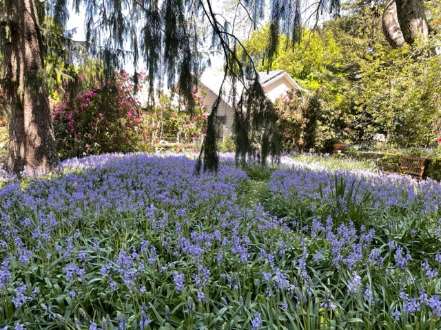 bluebells IMG_1399